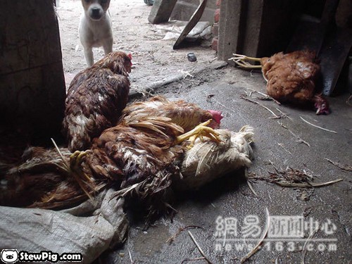 chickens in china 2